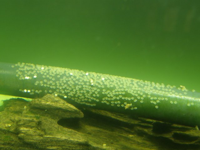 PA260007.JPG