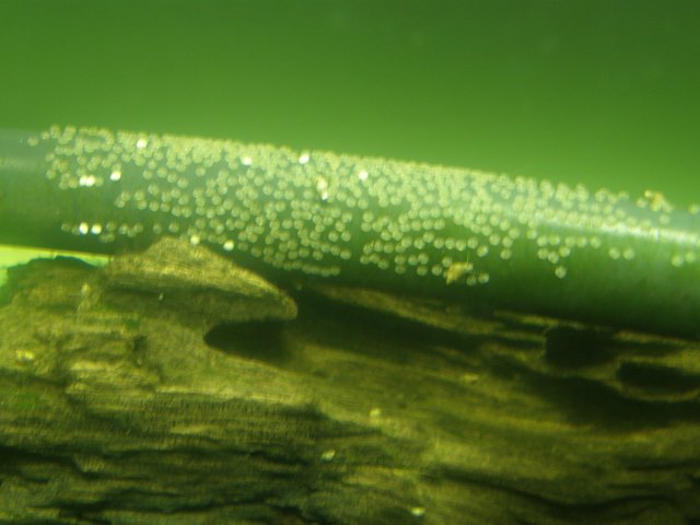 PA260008.JPG