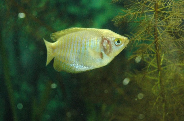 gourami.jpg