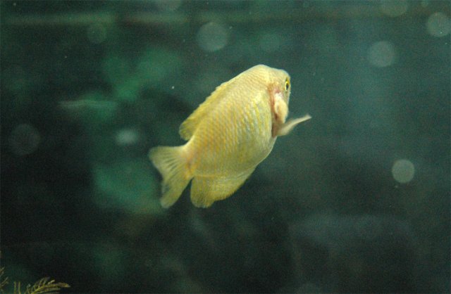 gourami_side.jpg