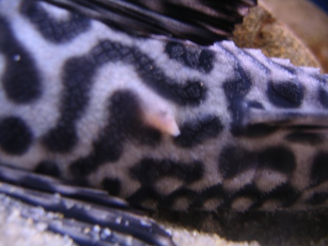 IMG_0654.jpg