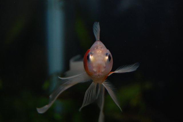 DSC_0097.JPG