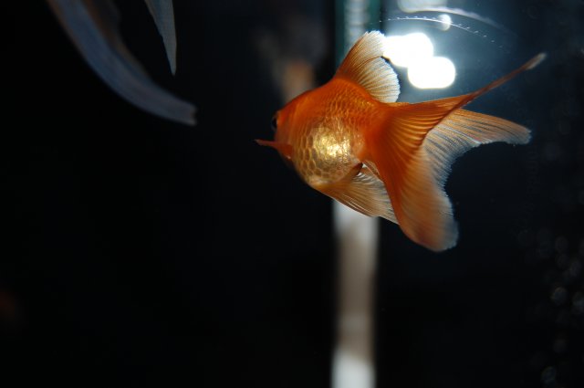 DSC_0036.JPG