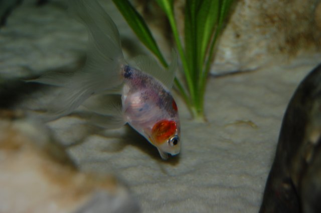 DSC_0040.JPG