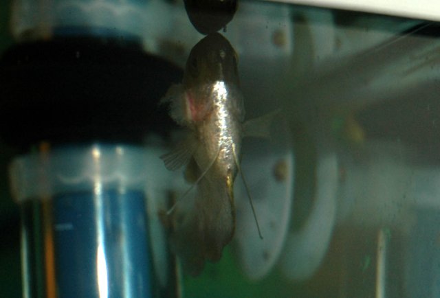 gourami_091030.jpg