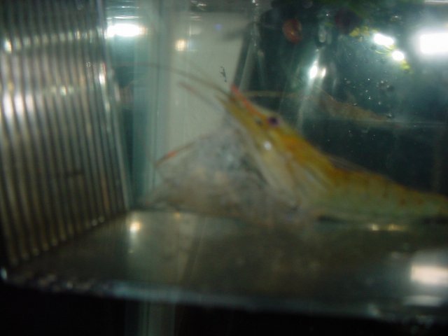 shrimp 11 01 001.JPG