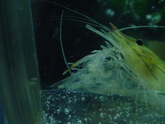 shrimp 11 01 002.JPG