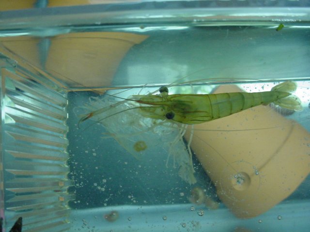 shrimp 11 01 003.JPG