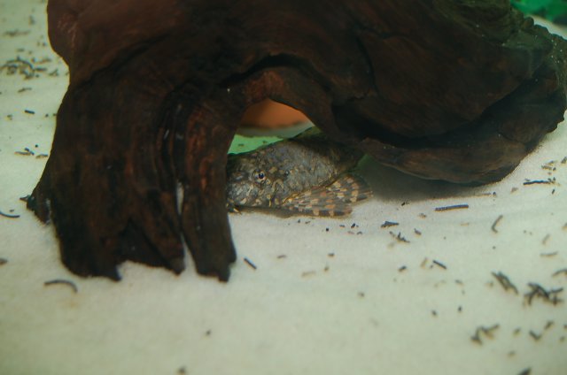 DSC_2603.JPG