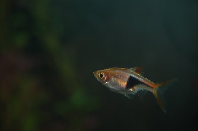 DSC_2636.JPG