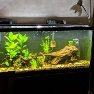 all living things driftwood