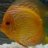 discus_lover