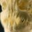 Hydrophilus