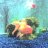 Oranda/RanchuLV
