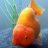 orange n plump