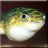 Puffy Fish