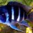 tropfishsuccess