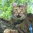 tyger_eyes