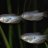 bgourami320