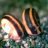 Snail osaka