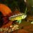 apisto_lover