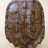 SnappingTurtle