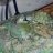 MomOF_2Turtles