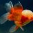 GOLDFISHVETERAN