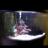 Iluvcichlids