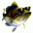 Big Bass