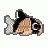 Corydoras panda