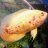 WarTank