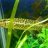E_americanus