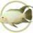 cichlid_dude