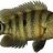 piranha45