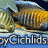 HappyCichlids