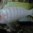 SailFin