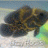 wildfish