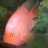 PinkBloodParrot