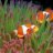 clown fish