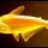 catfish_cz