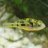 brackish_puffer