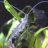 ghost_shrimp