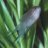 Gourami Power