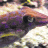 abalone