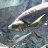 payara
