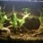 Anubias