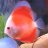 fishguysj
