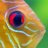 Darter02