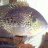 Hawkfish2.0